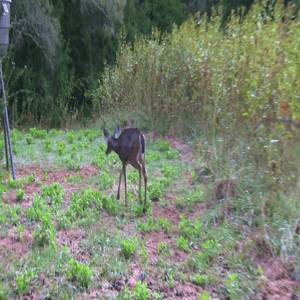 Perfect Shot Placement with a Bow Out of a Blind on a South Carolina Buck