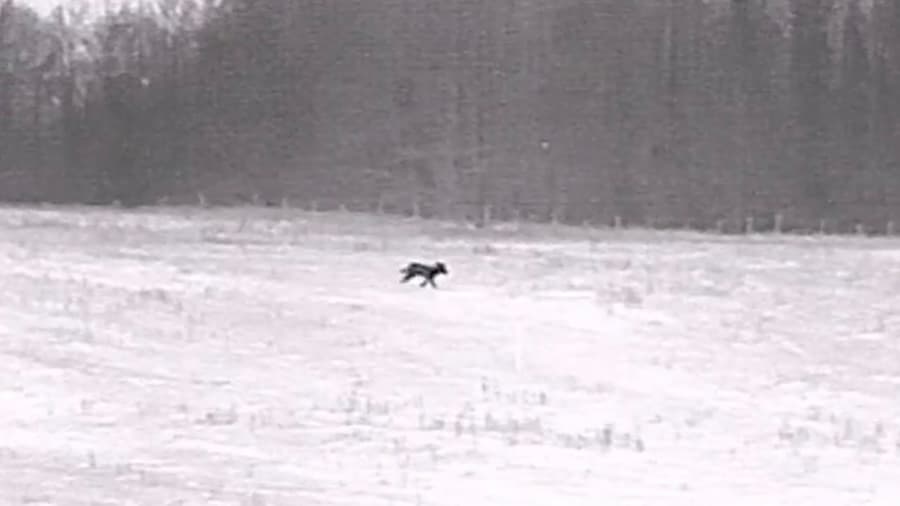 Black Hot 200yd Coyote Down