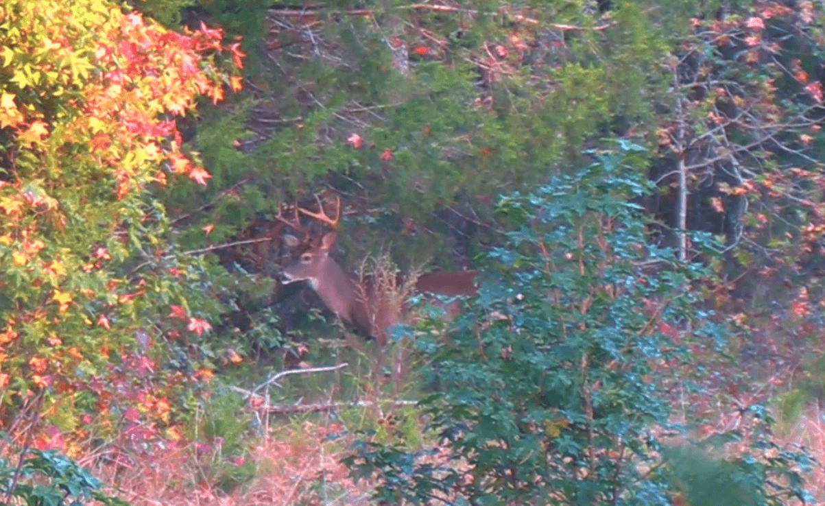 Buck Almost Slips by Hunter