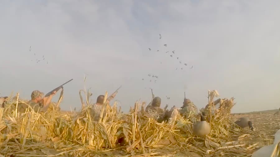 Cornfield Layout Blind Goose Hunt