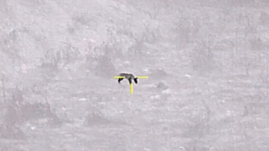 Thermal Coyote Meal Interrupted