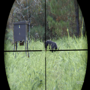 The Best Daylight Hog Hunt I've Had in South Carolina