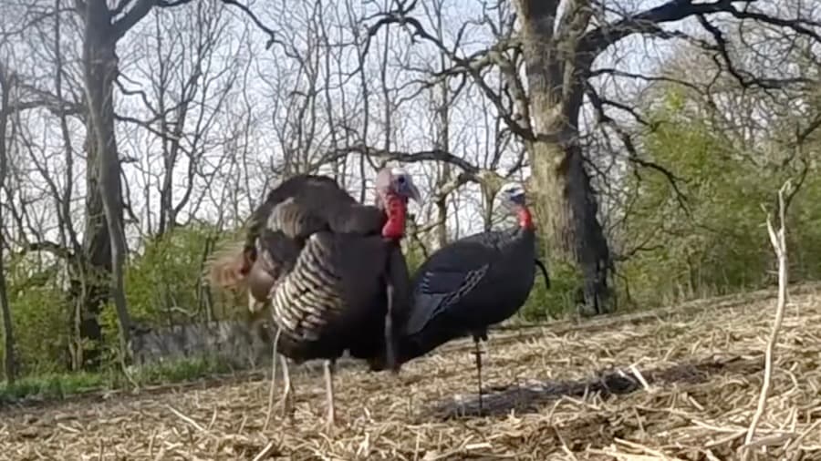 Turkey Kill Shot: GoPro In The Decoys