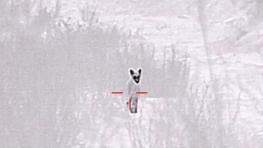 Coyotes Called In From Afar, 1 Killed